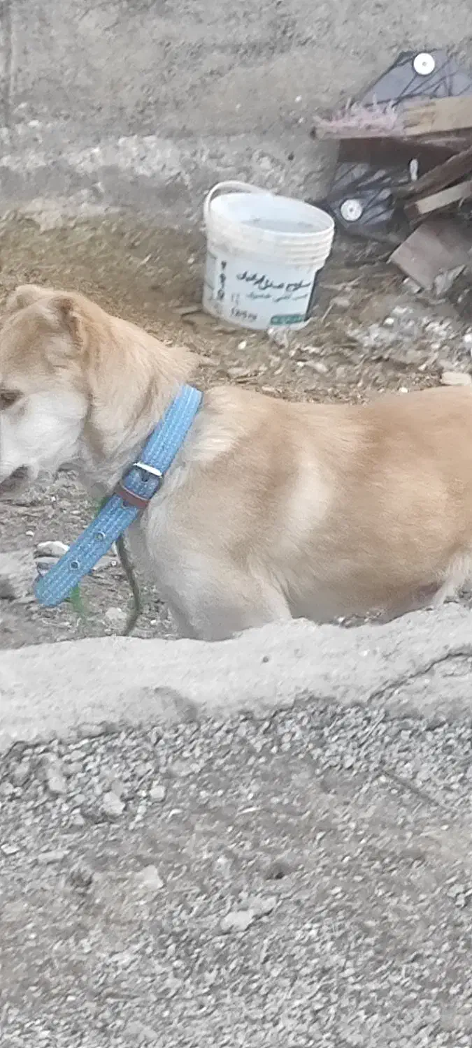 سگ نر|سگ|نورآباد, |دیوار