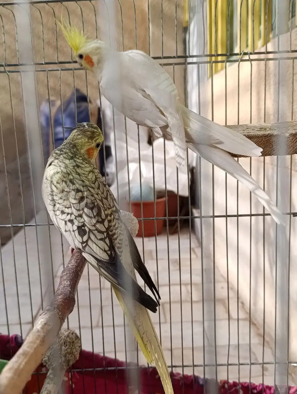 جفت طوطی عروس هلندی|پرنده|اقبالیه, |دیوار