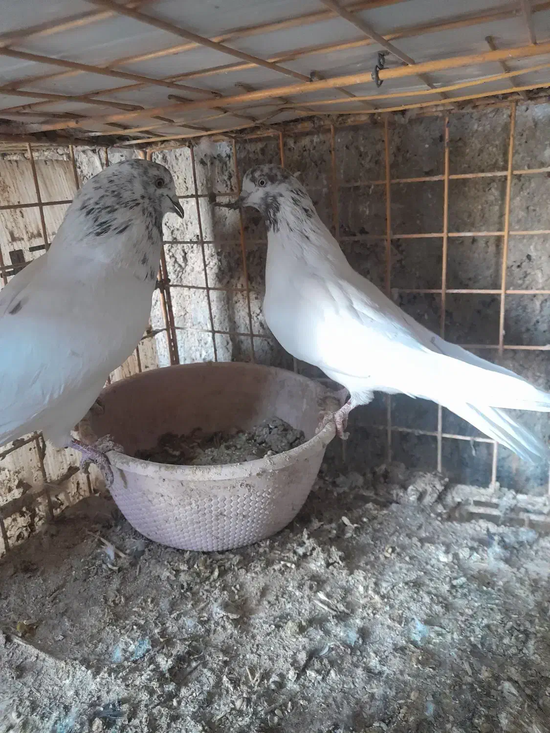 کوفتر|پرنده|برخوار, |دیوار