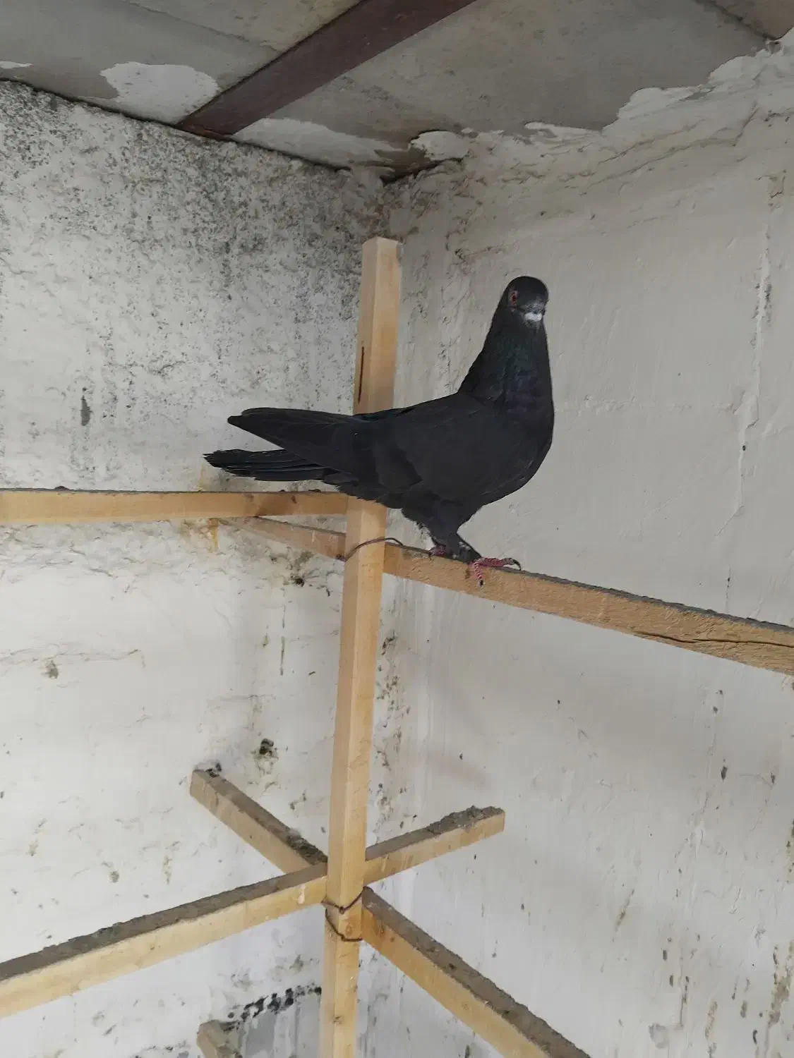 کبوتر|پرنده|محمدیار, |دیوار