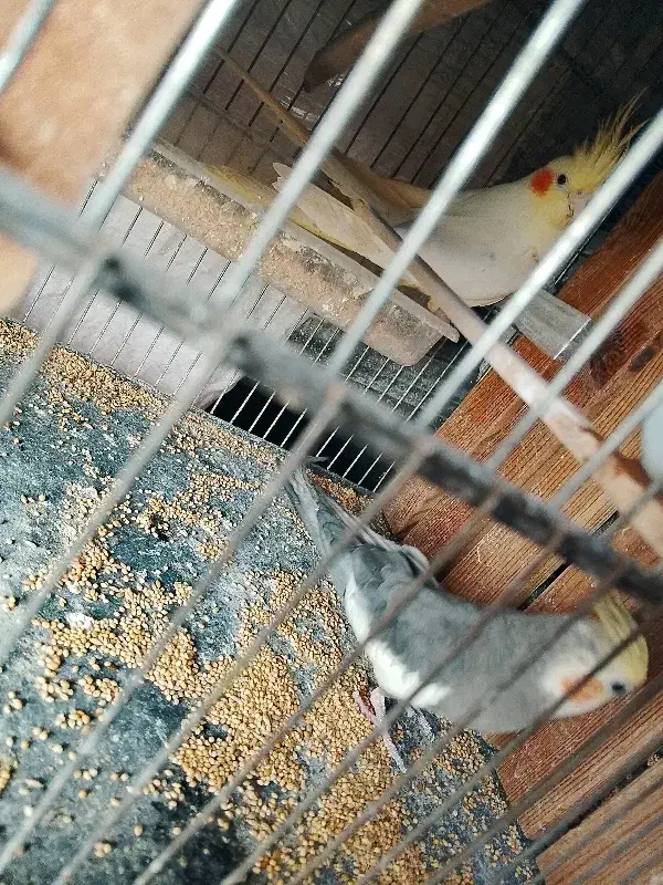 عروس هلندی مولد فقط 1400|پرنده|اسلام‌شهر, شهرک امام حسین (میان آباد)|دیوار