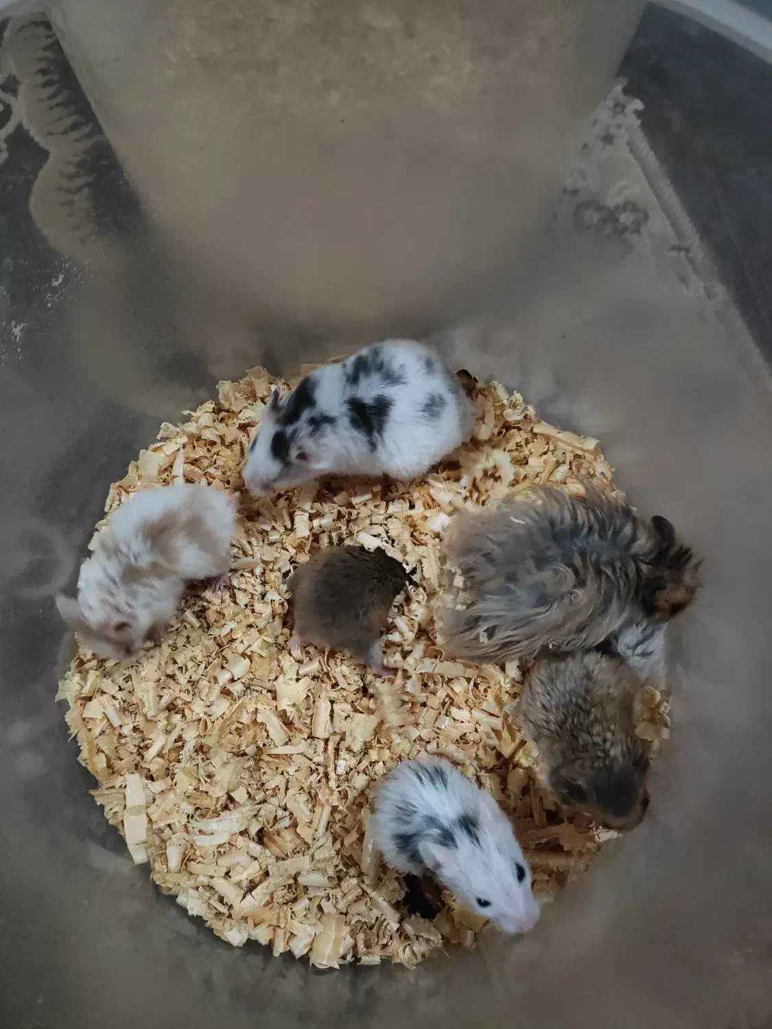 همستر|موش و خرگوش|اهواز, سپیدار|دیوار