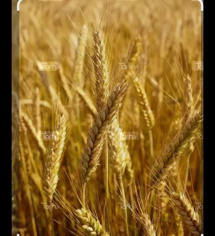 بذر|گل و گیاه طبیعی|کوهدشت, |دیوار