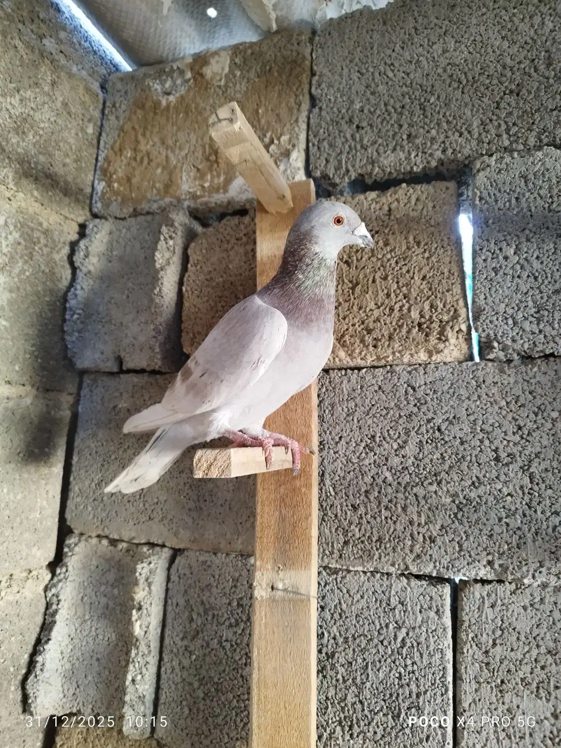 کبوتر|پرنده|برازجان, |دیوار