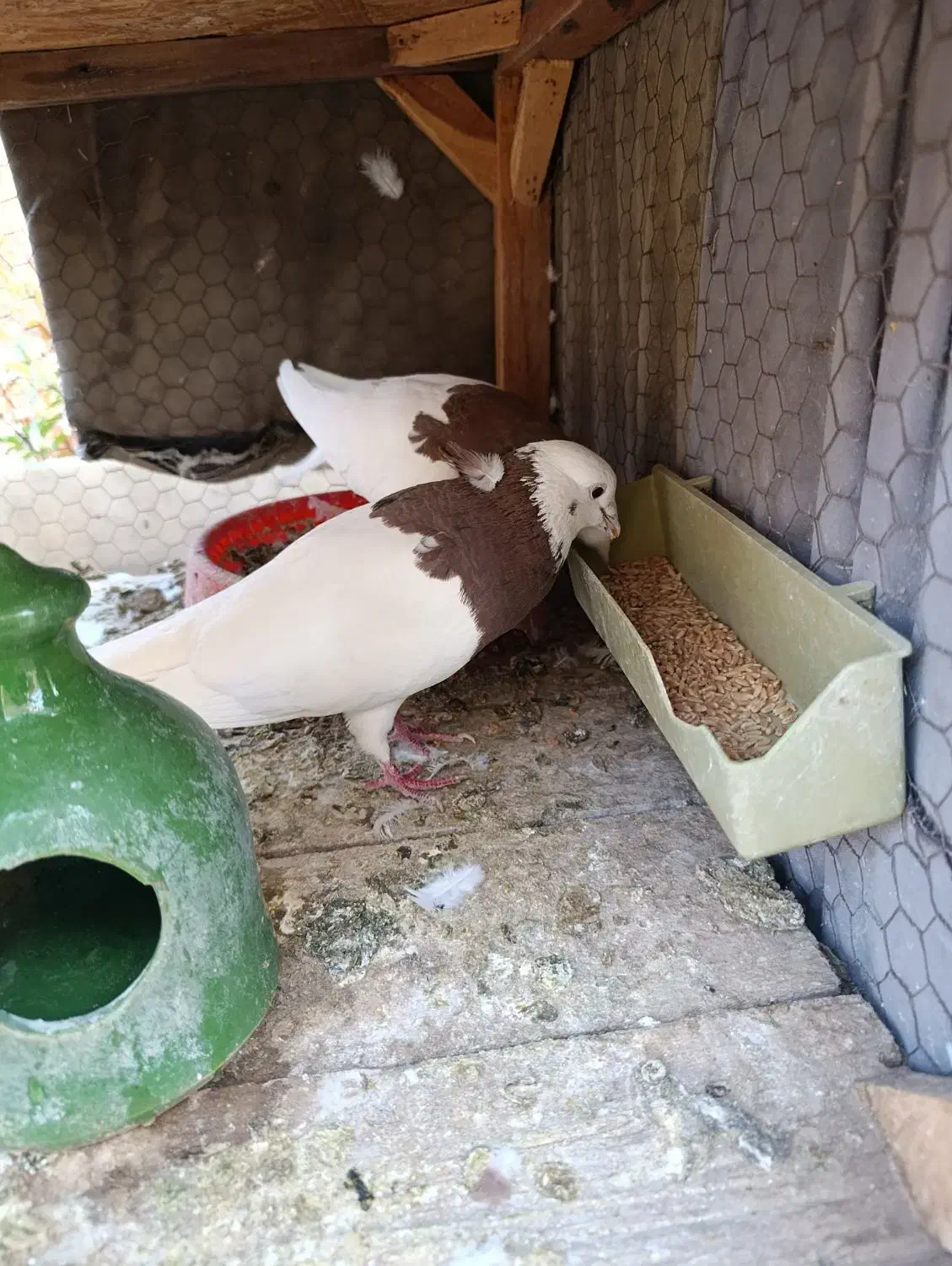 جفت طوقی سرخ|پرنده|اردکان, |دیوار