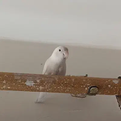 طوطی‌کوتوله‌نرفروشی‌یا‌معاوضه‌باعروس‌هلندی|پرنده|زاهدان, |دیوار