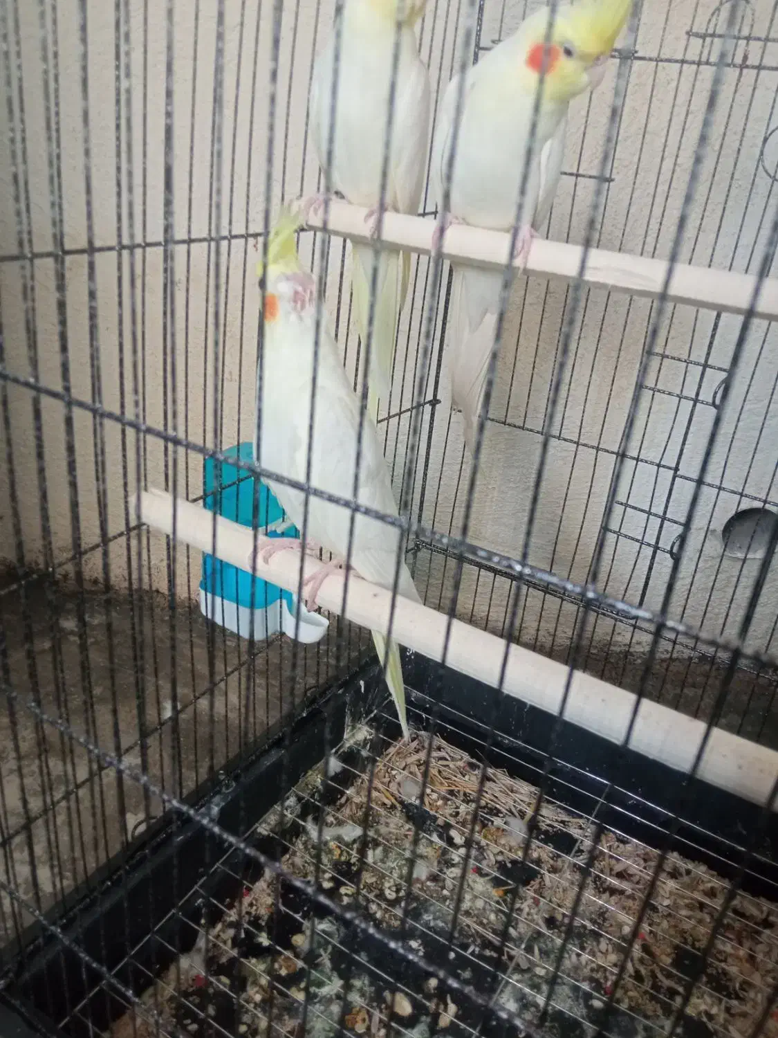 عروس هلندی مولد|پرنده|سرپل ذهاب, |دیوار