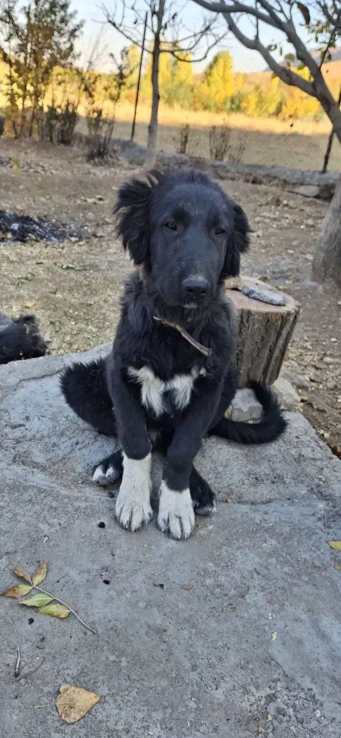 گم شده|سگ|فریدونشهر, |دیوار