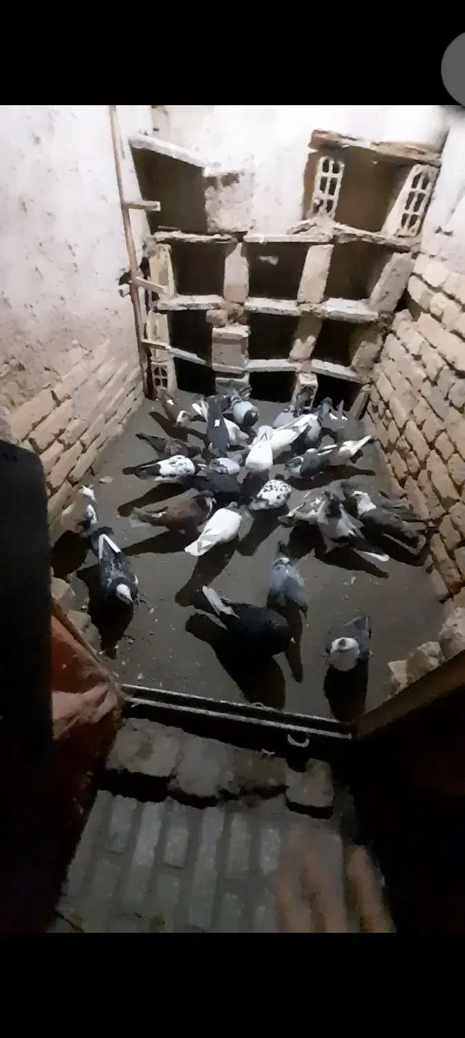کبوتر پرشی|پرنده|قوچان, |دیوار
