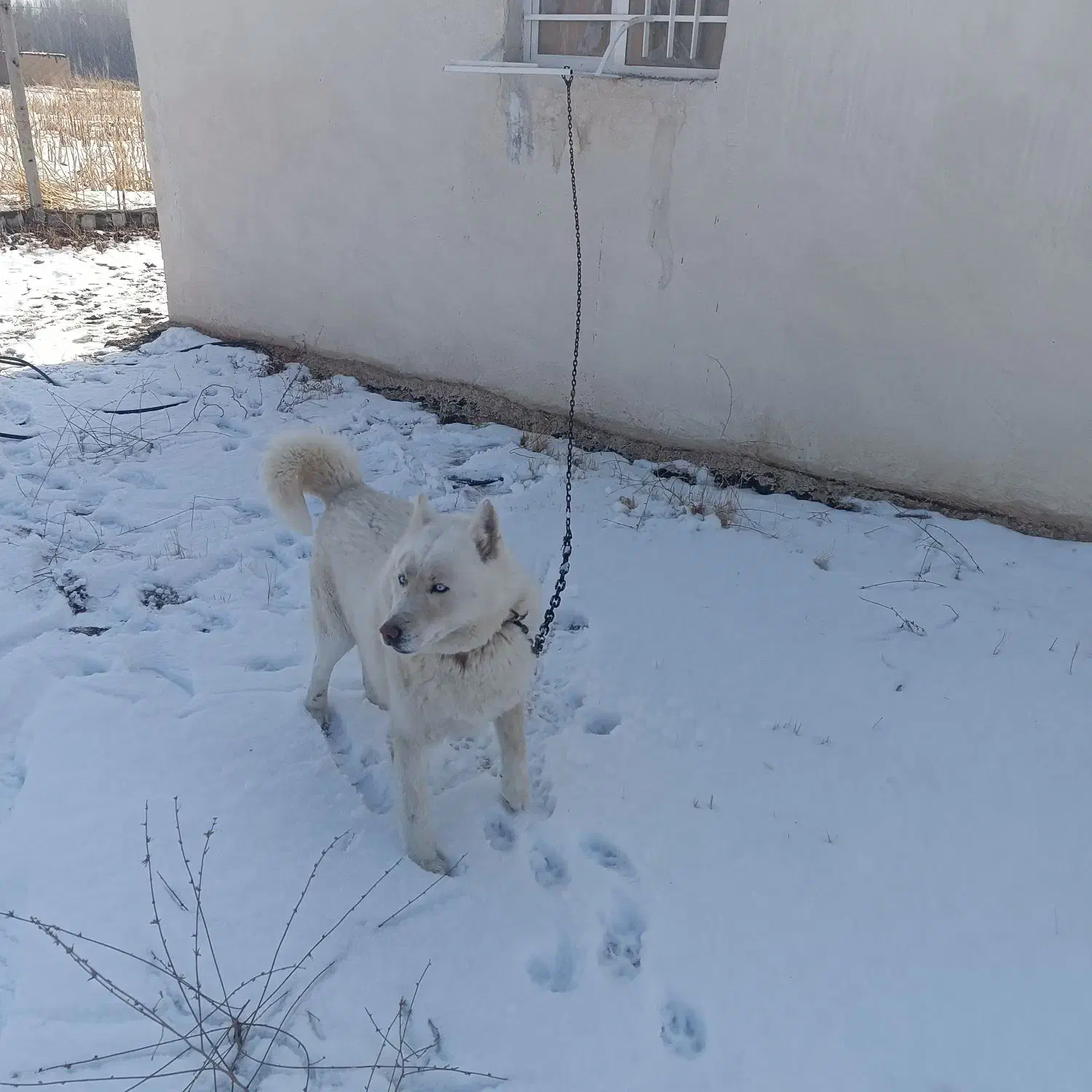 سگ هاسگی|سگ|زنجان, |دیوار