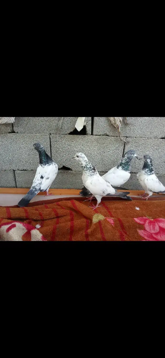 کبوتر فکیر گل|پرنده|چابهار, |دیوار