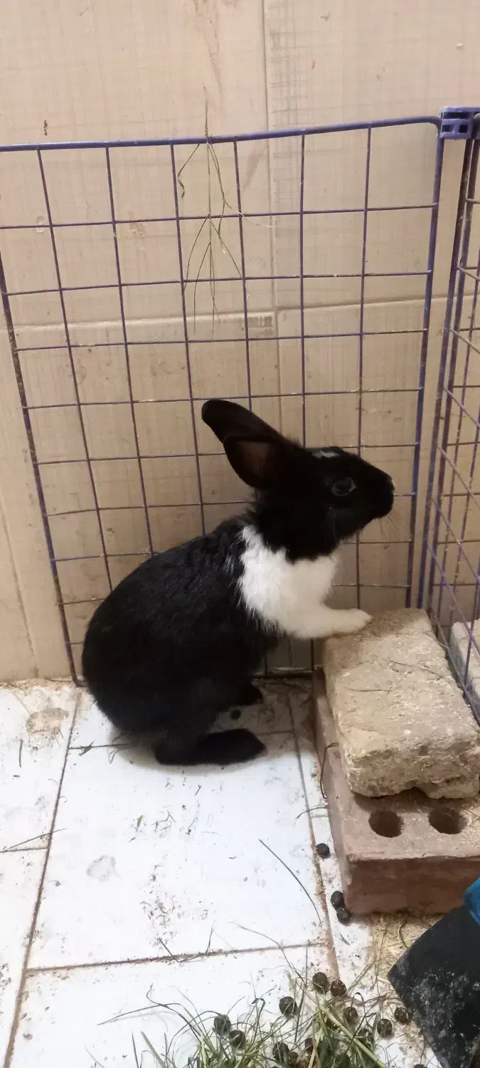 خرگوش نر بالغ جوان|موش و خرگوش|ساری, |دیوار