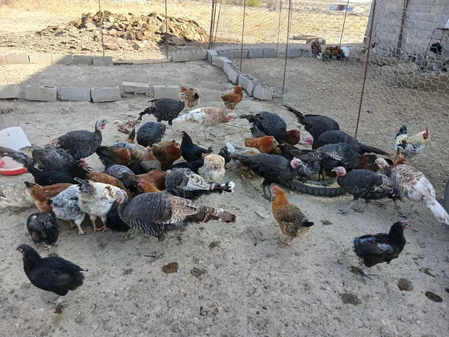 بوقلمون ماده جوان|حیوانات مزرعه|مشگین شهر, |دیوار