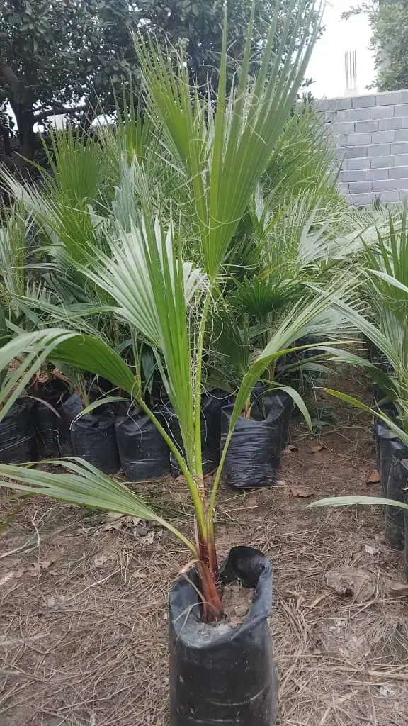 پالم واشنگتن تنه قرمز|خدمات باغبانی و درختکاری|ارطه, |دیوار