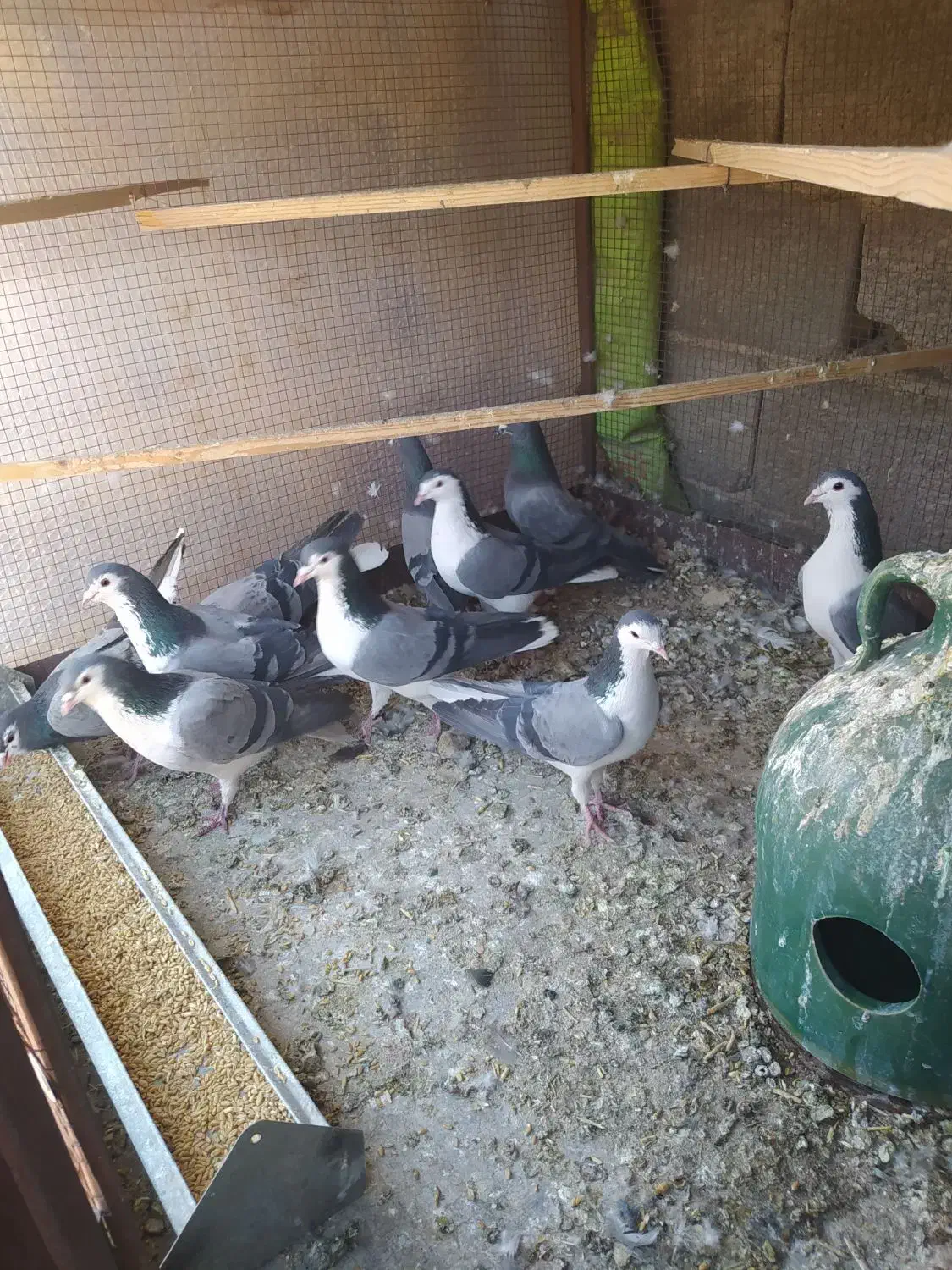 کبوتر|پرنده|مبارکه, |دیوار