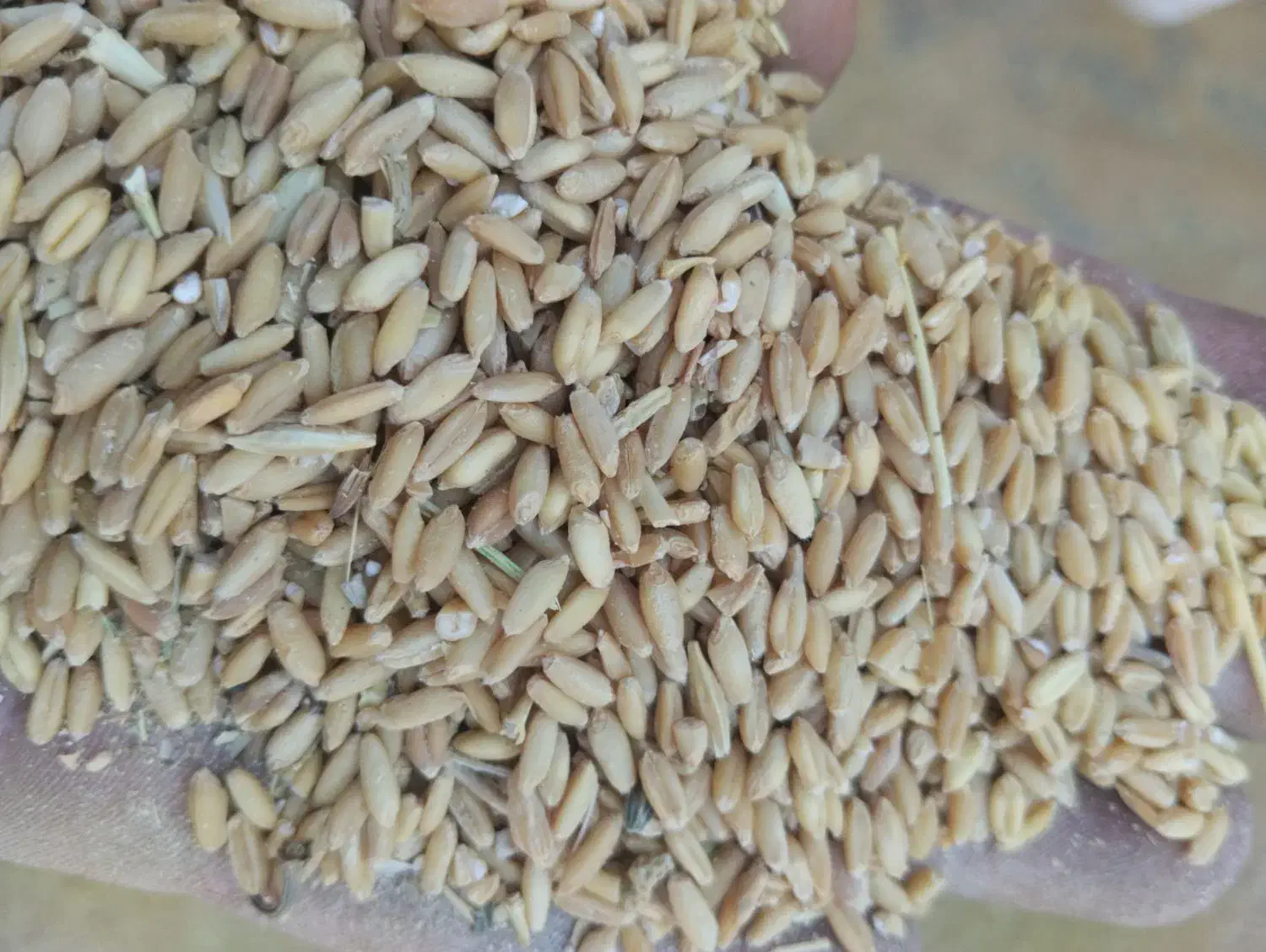 فروش گندم|لوازم جانبی حیوانات|امیدیه, |دیوار