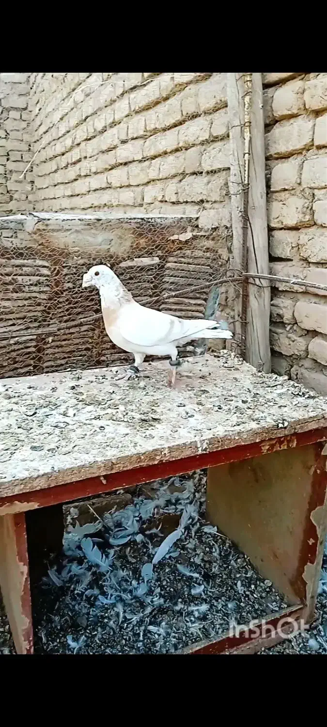 اوقون زرد نر|پرنده|قاسمآباد (خواف), |دیوار