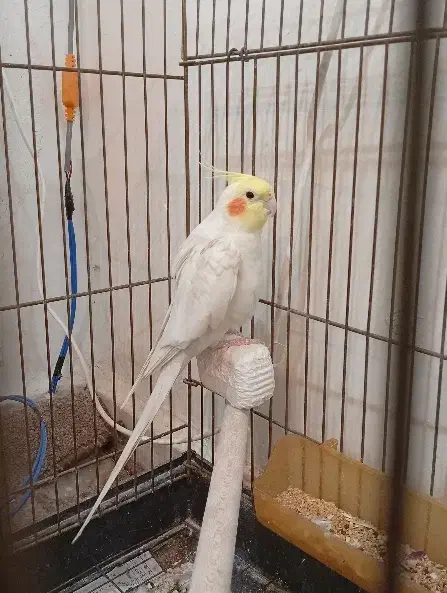 عروس هلندی لوتینو نر جوان|پرنده|برازجان, |دیوار