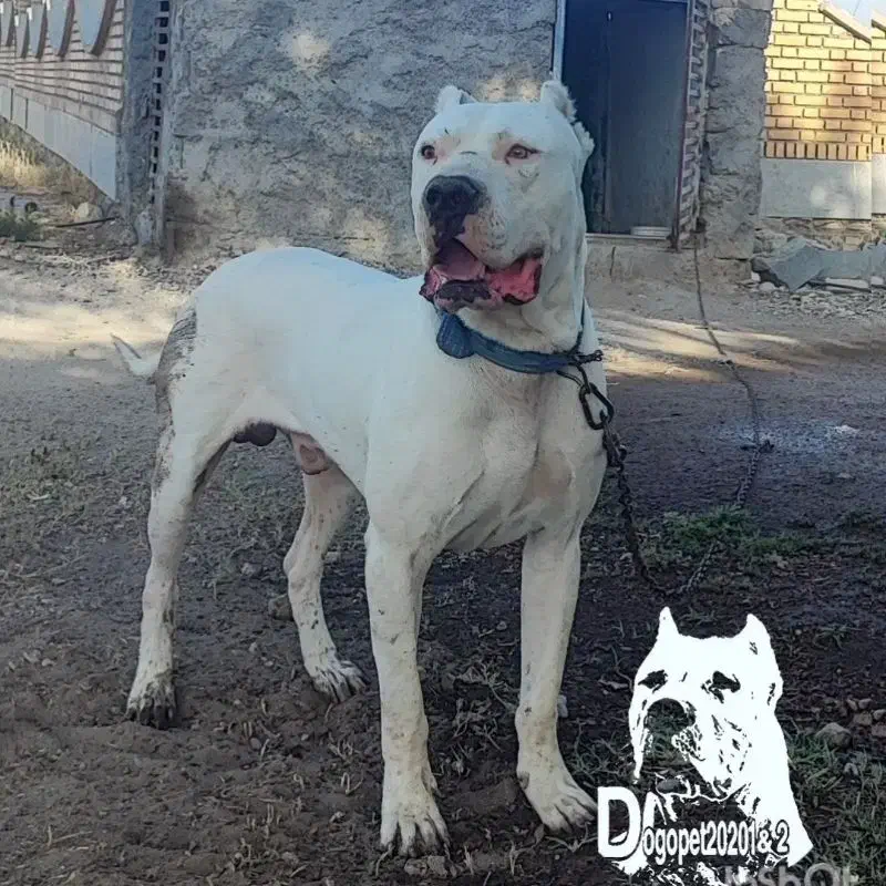 داگو اصیل خون خالص جهت جفت گیری|سگ|شیروان (خراسان), |دیوار
