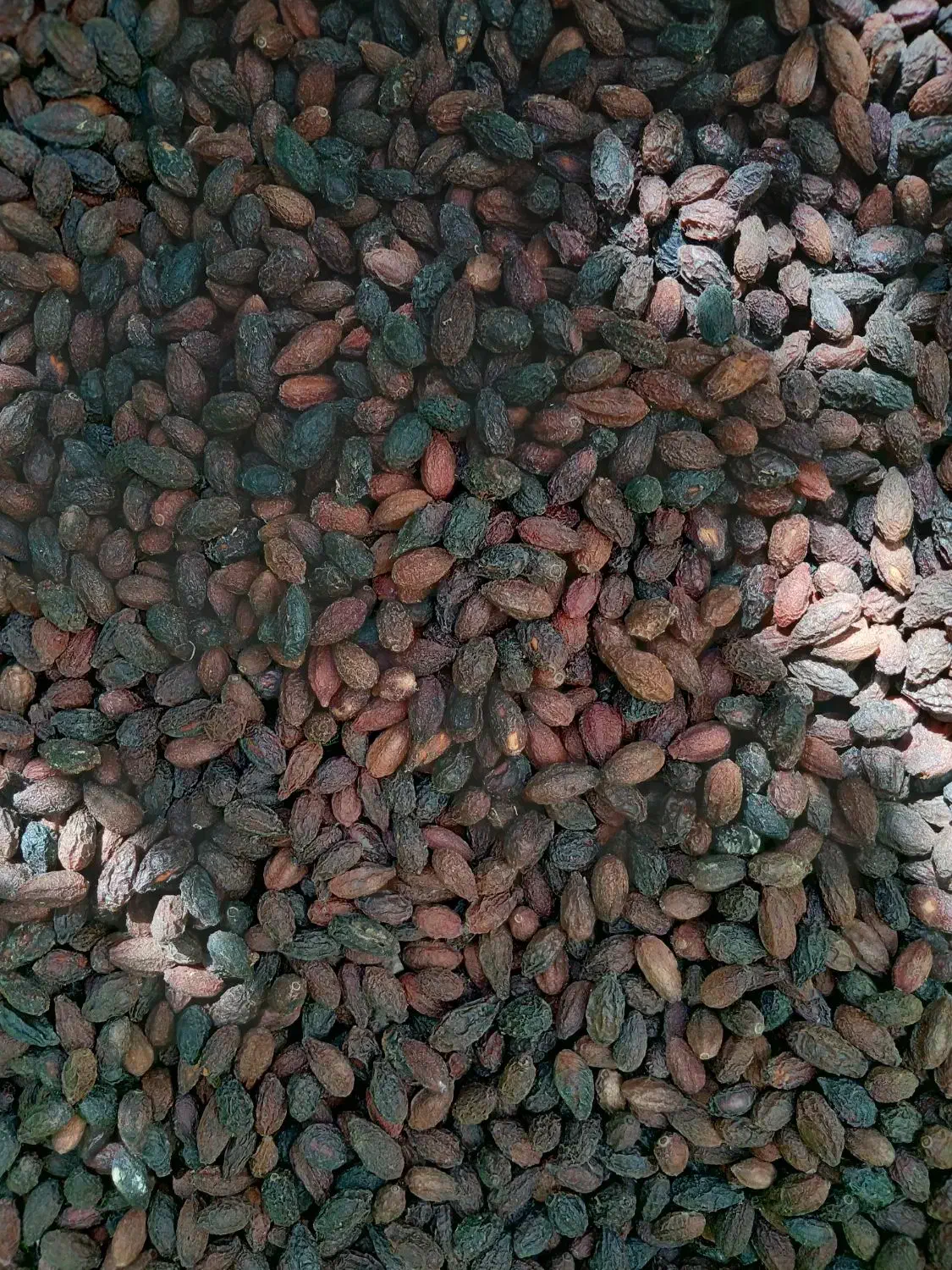 زغال اخته طارم سفلی قزوین|خوردنی و آشامیدنی|قزوین, |دیوار