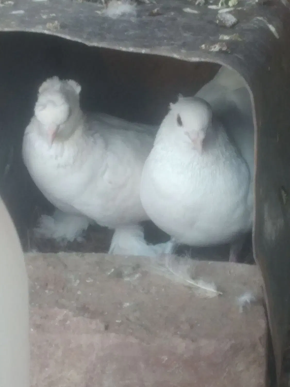 کفتر|حیوانات مزرعه|زرند, |دیوار