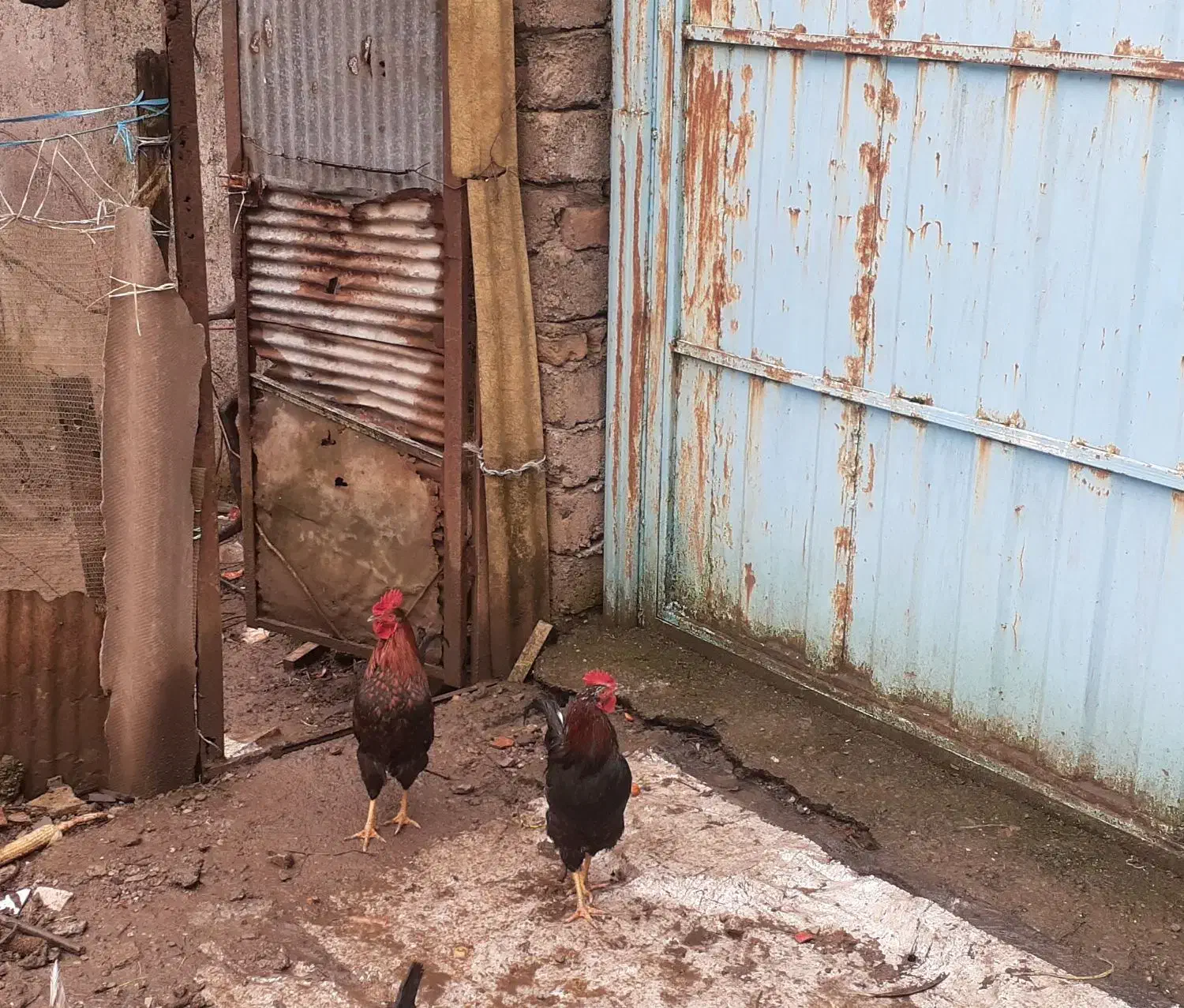 خروس محلی|حیوانات مزرعه|رشت, نخودچر|دیوار