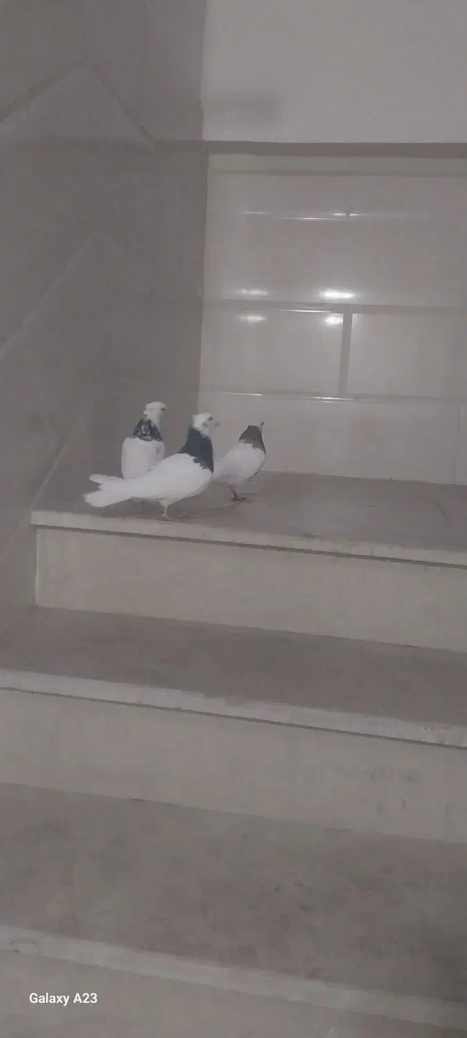 طوقی|پرنده|قیدار, |دیوار