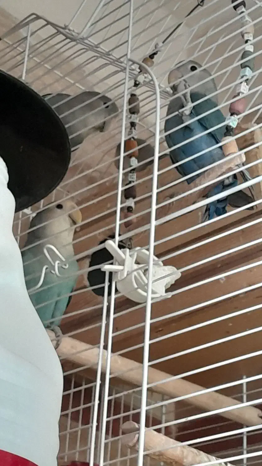 طوطی برزیلی وایت فیس|پرنده|تهران, جوانمردان (اندیشه)|دیوار