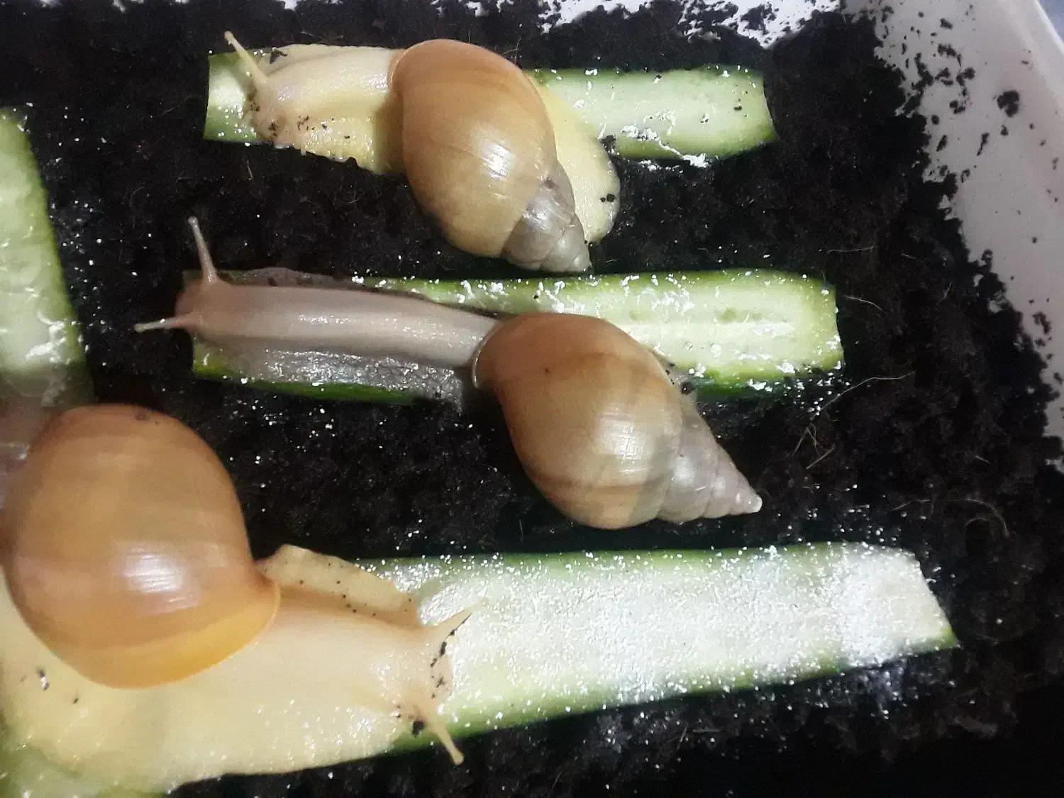 ح ل ز و ن(حلزون)|خزنده|بیرجند, |دیوار