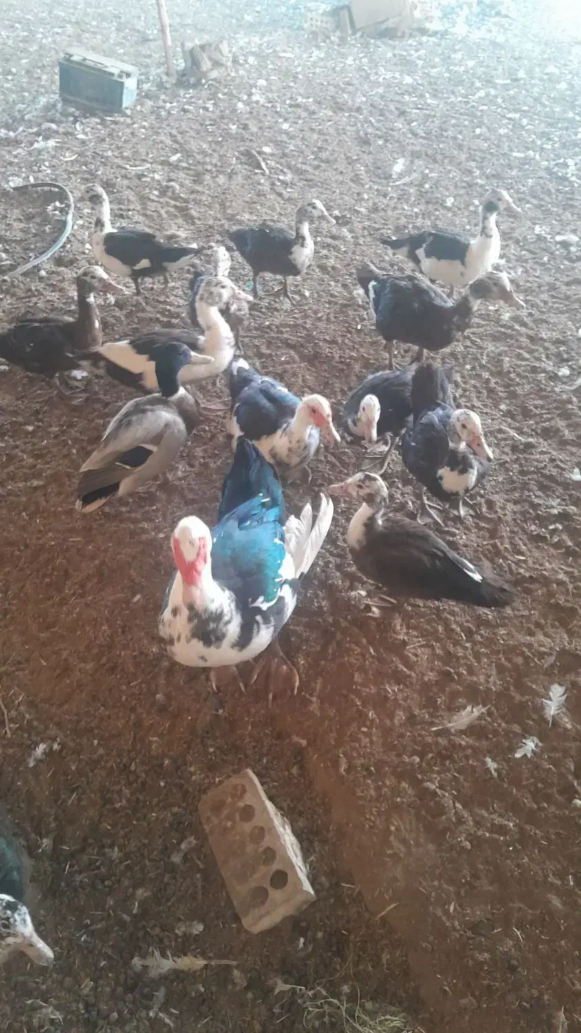 ۱۵ عدد اردک خارجی|حیوانات مزرعه|حمیدیه, |دیوار