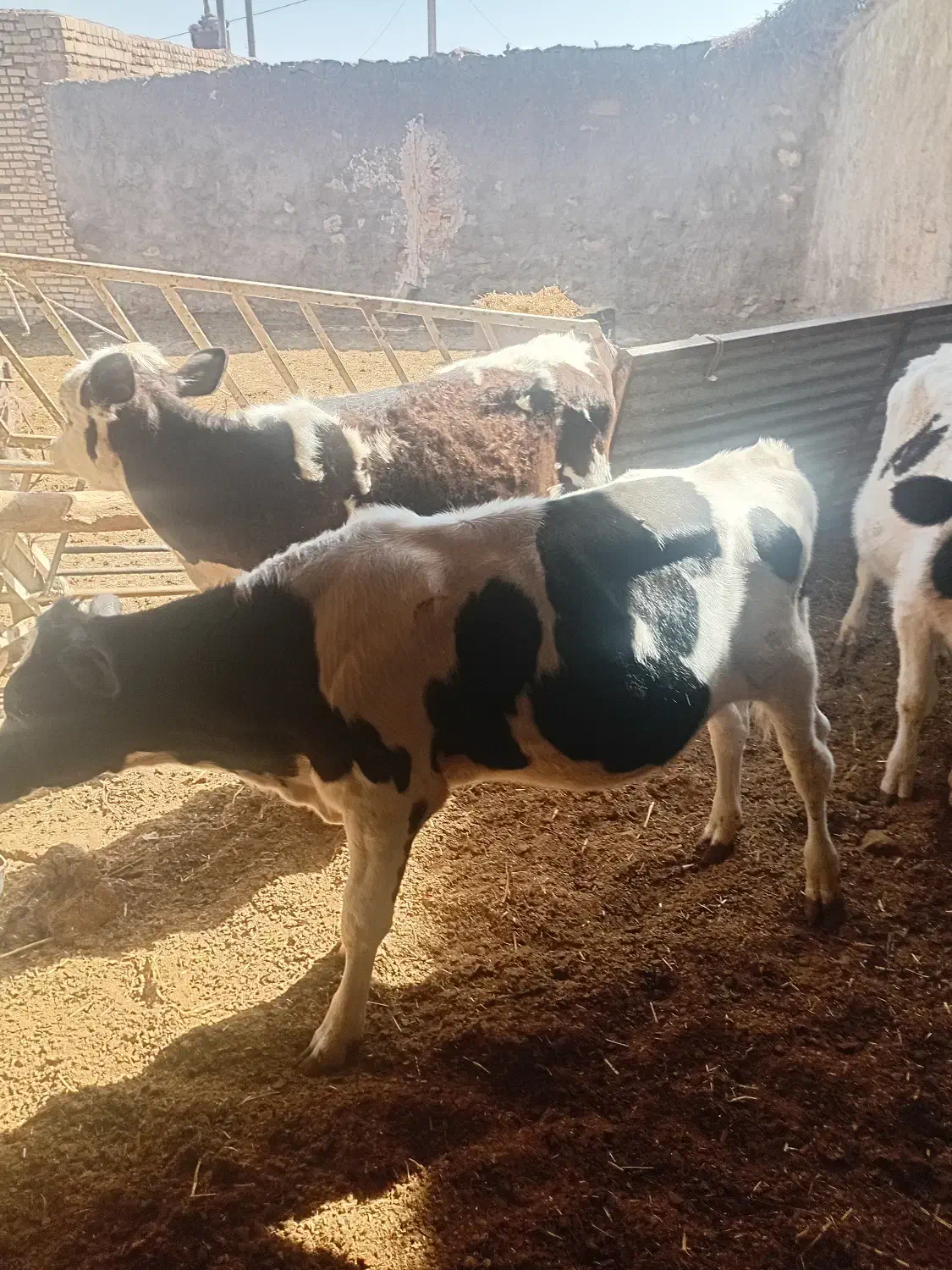 گوساله فروشی|حیوانات مزرعه|درمیان, |دیوار