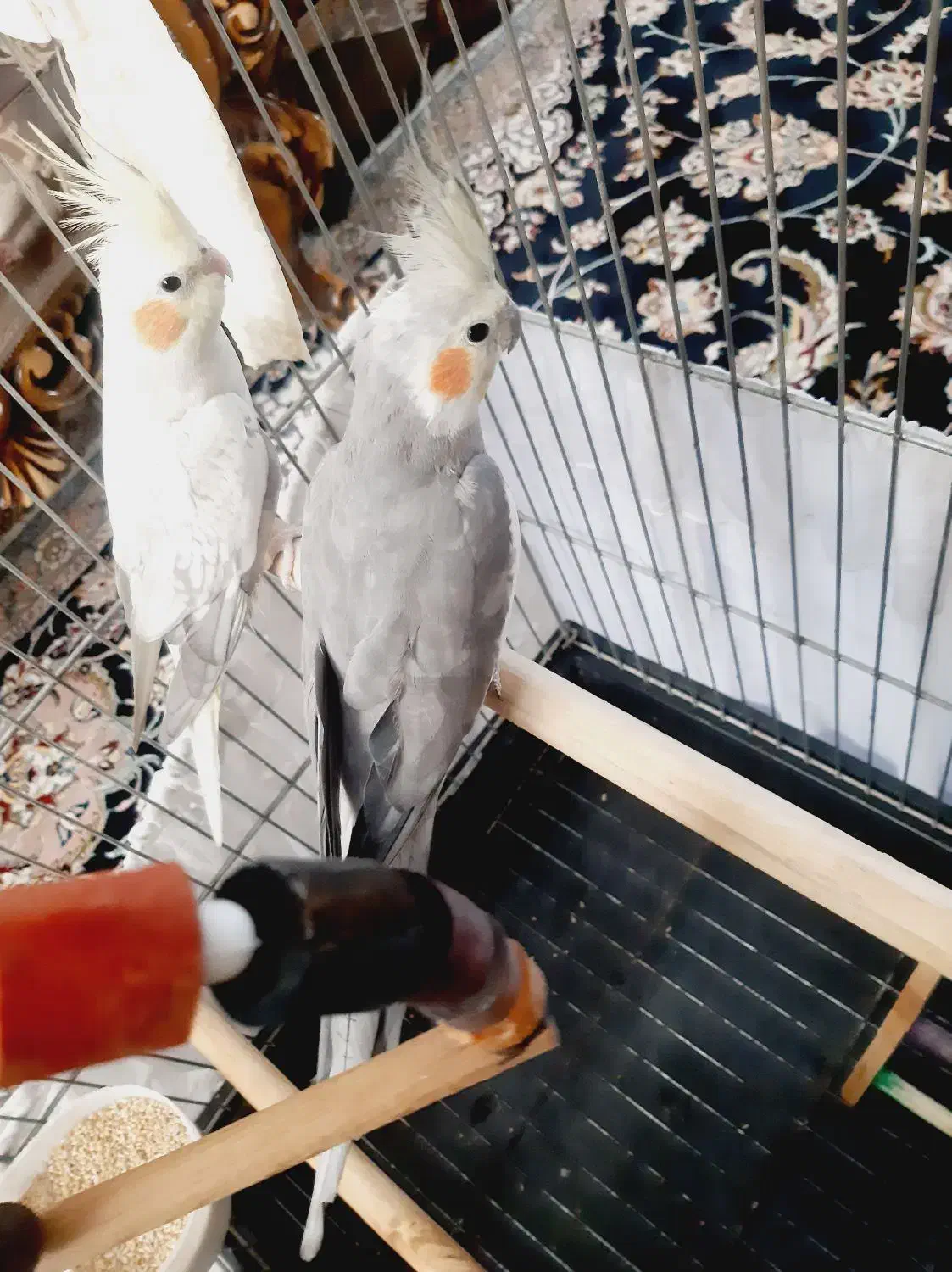 عروس هلندی|پرنده|بهارستان, |دیوار