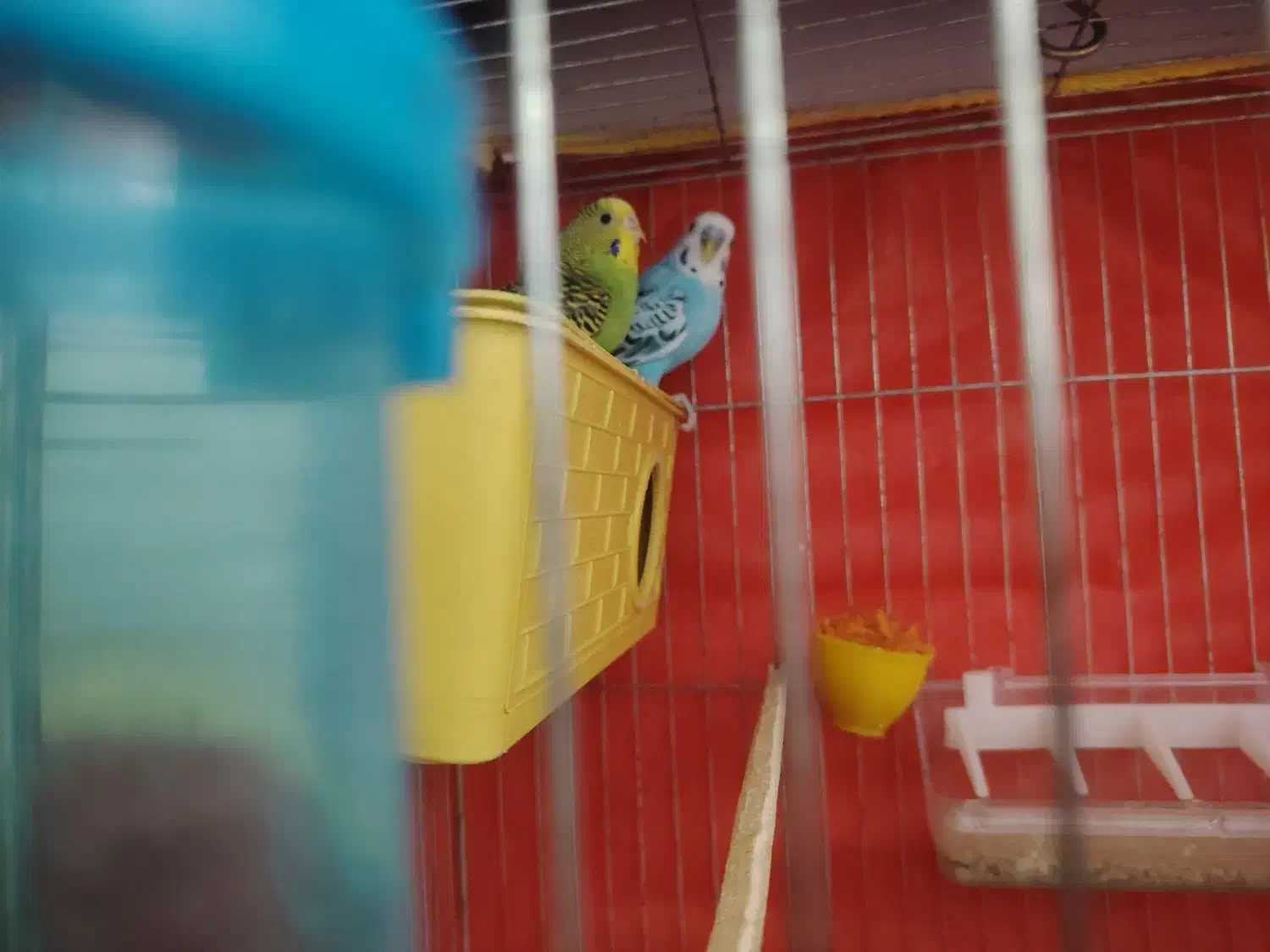 مرغ عشق کار داده|پرنده|کرمان, |دیوار