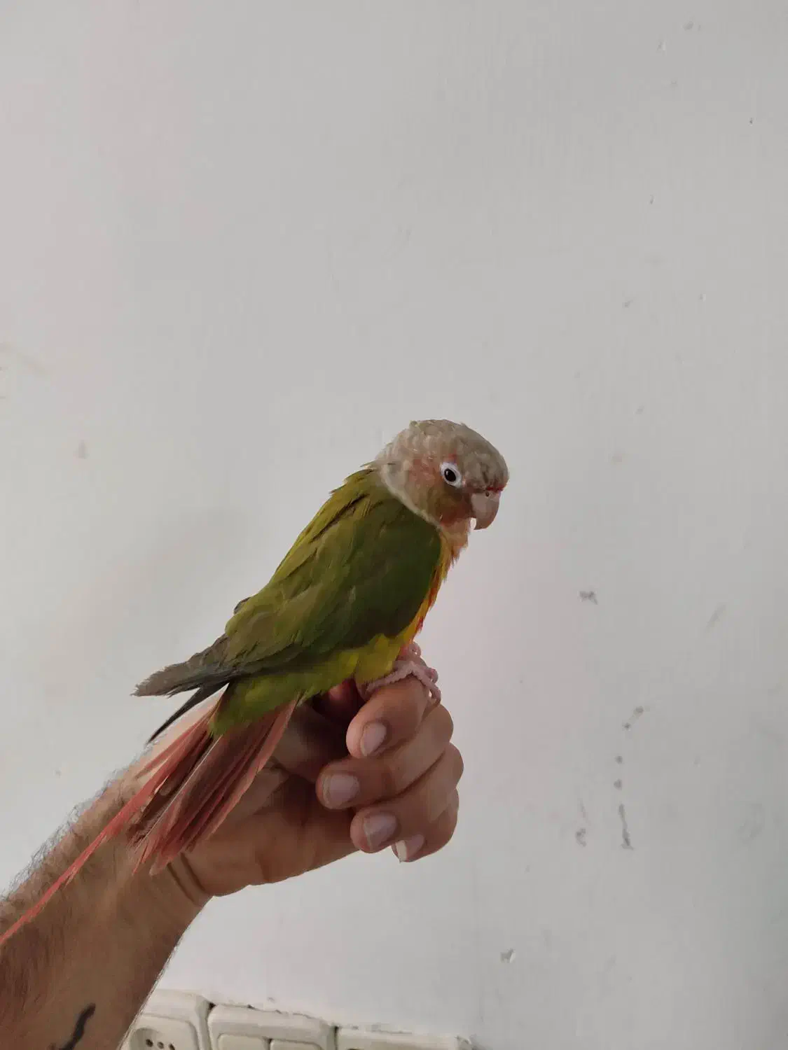 گرینچیک|پرنده|مشهد, خواجه ربیع|دیوار