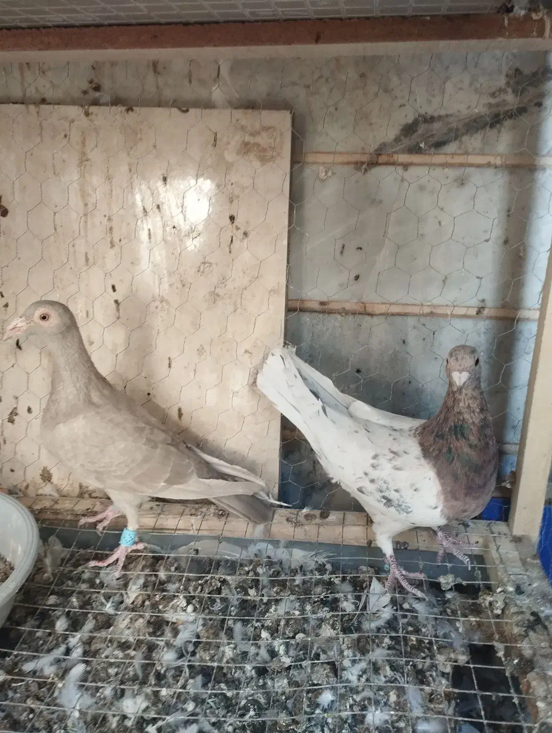 دو جفت هفت‌رنگ جوجه بده عالی|پرنده|تاکستان, |دیوار