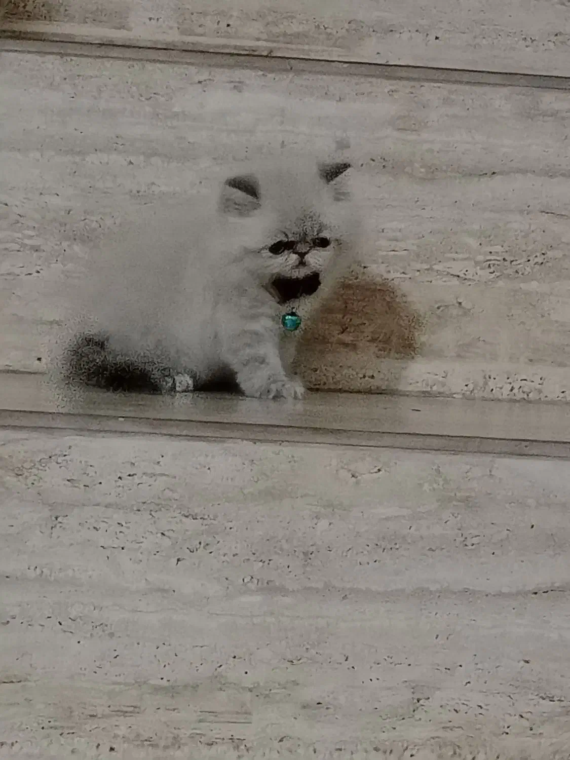 گربه پرشین نر|گربه|رشت, سعدی (تختی)|دیوار