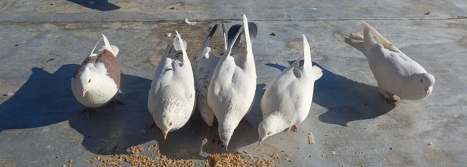 کبوتر معاوضه با عروس هلندی|پرنده|نوبران, |دیوار