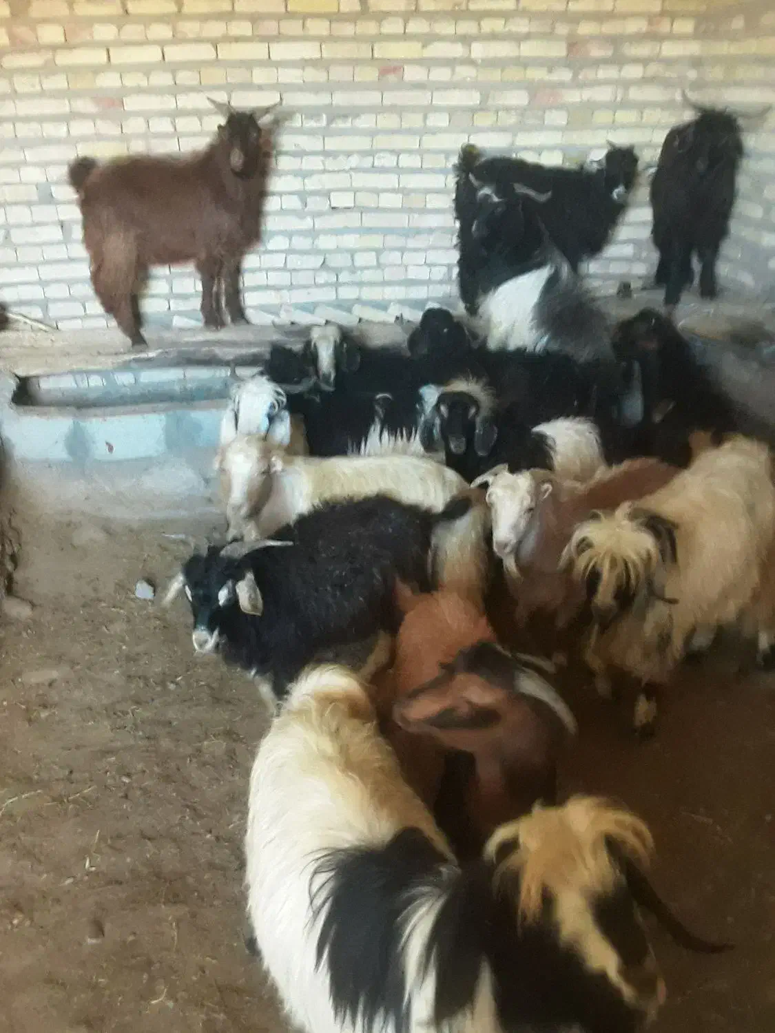 بزغاله|حیوانات مزرعه|تیکمه داش, |دیوار