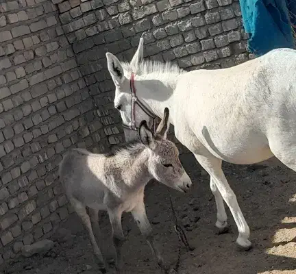 شیر الاغ|خوردنی و آشامیدنی|قم, آزادگان|دیوار