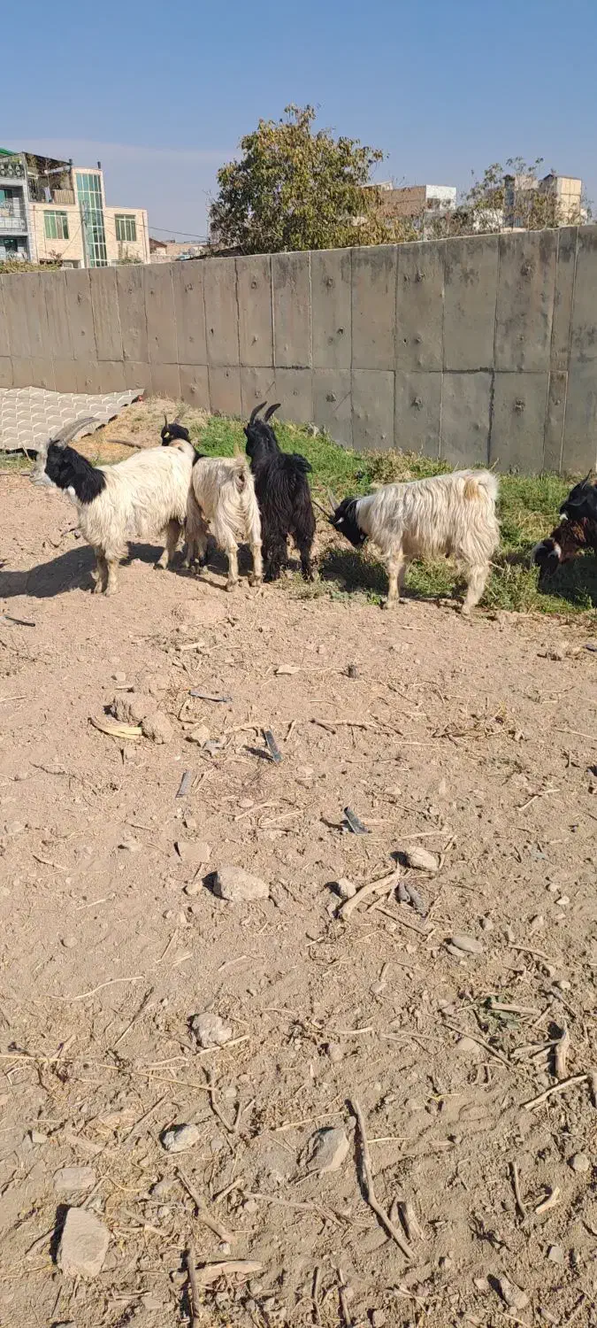 بزغاله سالم سرحال ۵ تا ۳۰ میلیون|حیوانات مزرعه|کرج, کمال‌شهر|دیوار