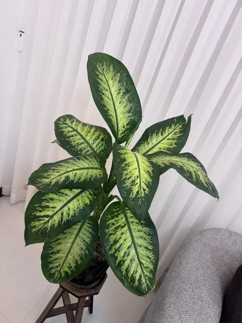 گل دیفن|گل و گیاه طبیعی|مشهد, جاهد شهر|دیوار