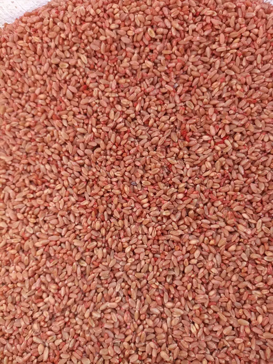 گندم|لوازم جانبی حیوانات|کنگاور, |دیوار