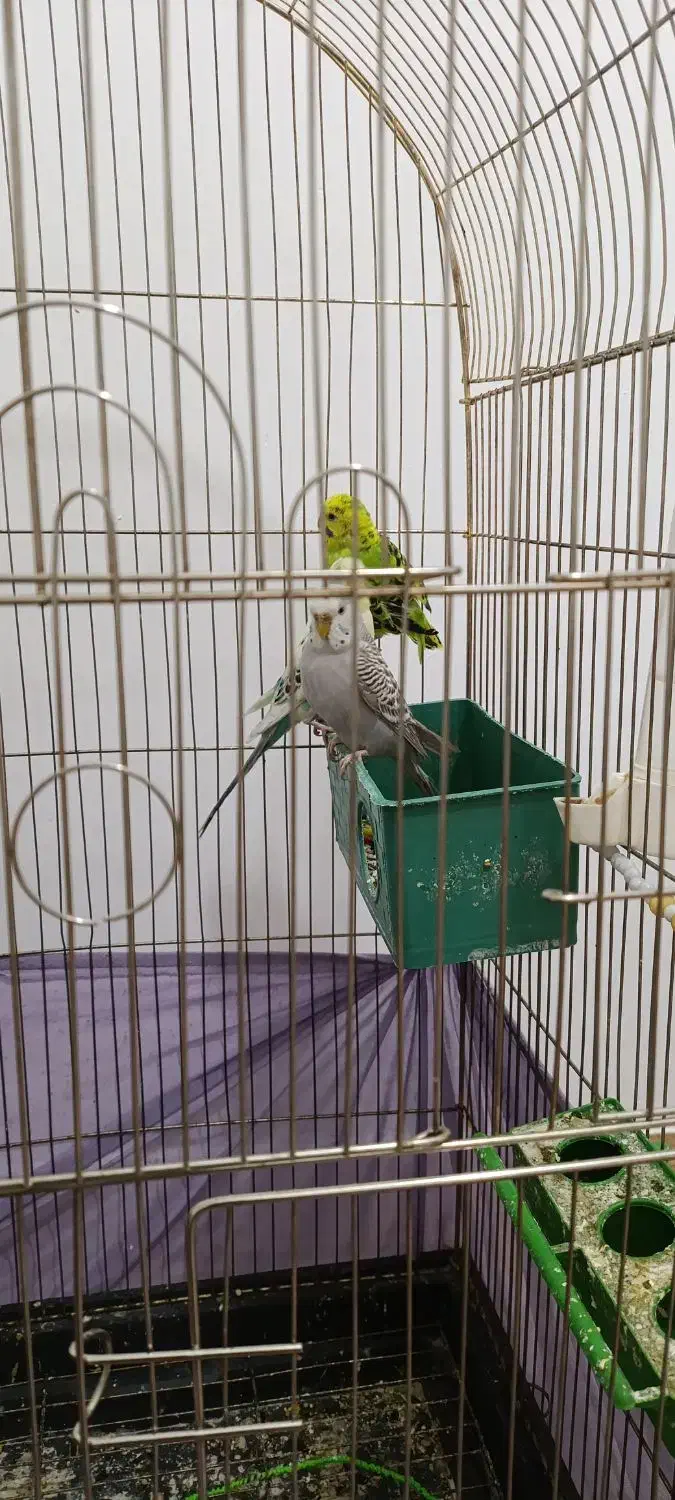 مرغ عشق نر و ماده|پرنده|نسیم‌شهر, |دیوار