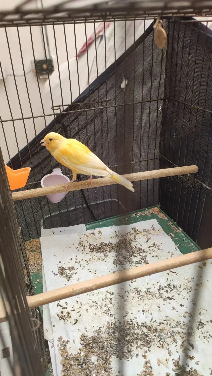 قناری نر پرتقالی سفت بخون|پرنده|قم, نیروگاه|دیوار