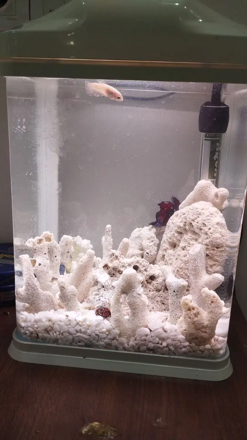 ماهی فایتر ، لوازم آکواریوم ، لوازم اکواریوم|ماهی|رشت, منظریه|دیوار