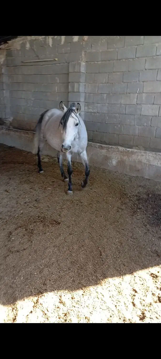 اسب با کره|اسب و تجهیزات اسبسواری|شیراز, شهرک سراج|دیوار