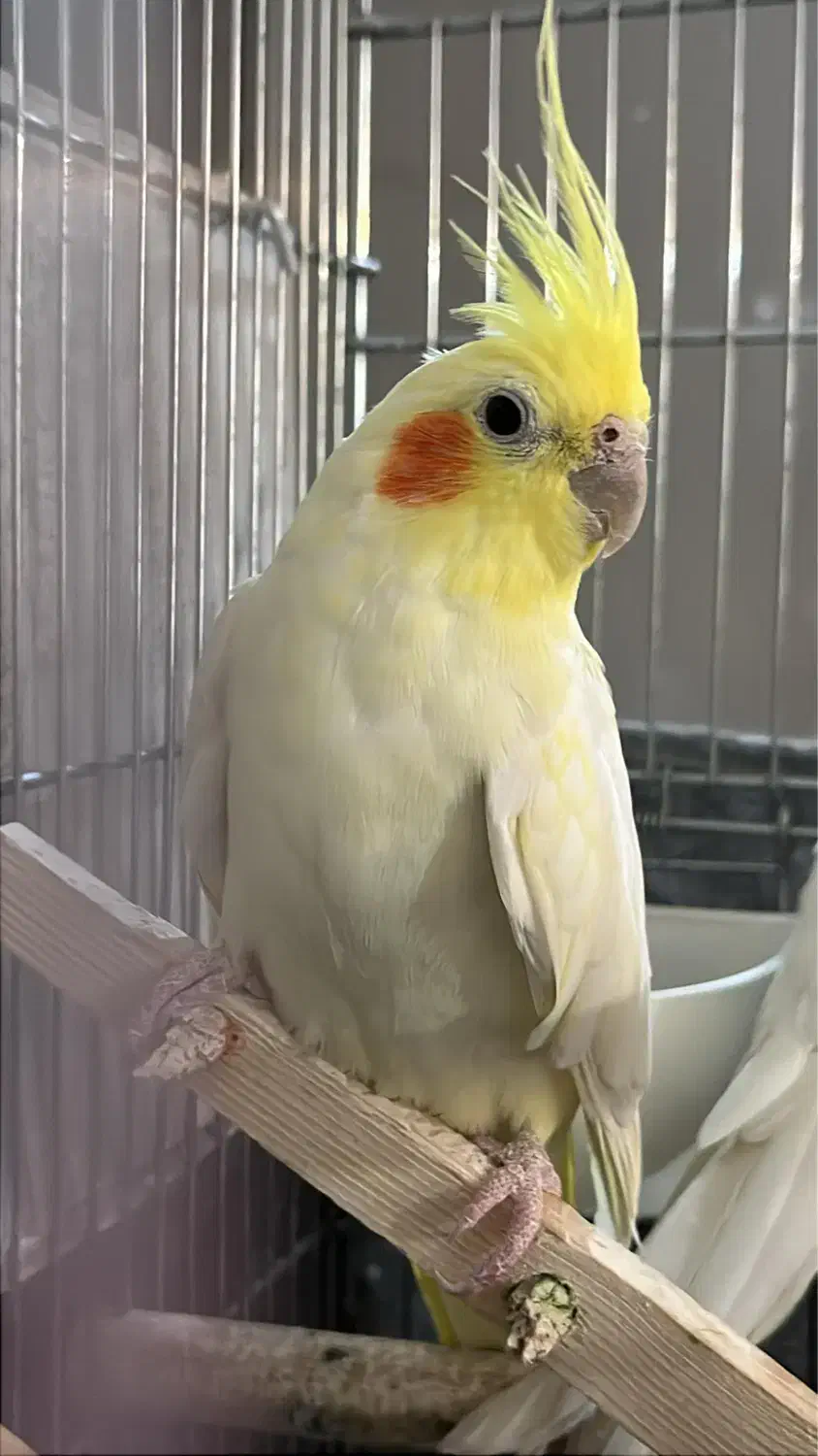 عروس هلندی مولد|پرنده|کرمان, |دیوار