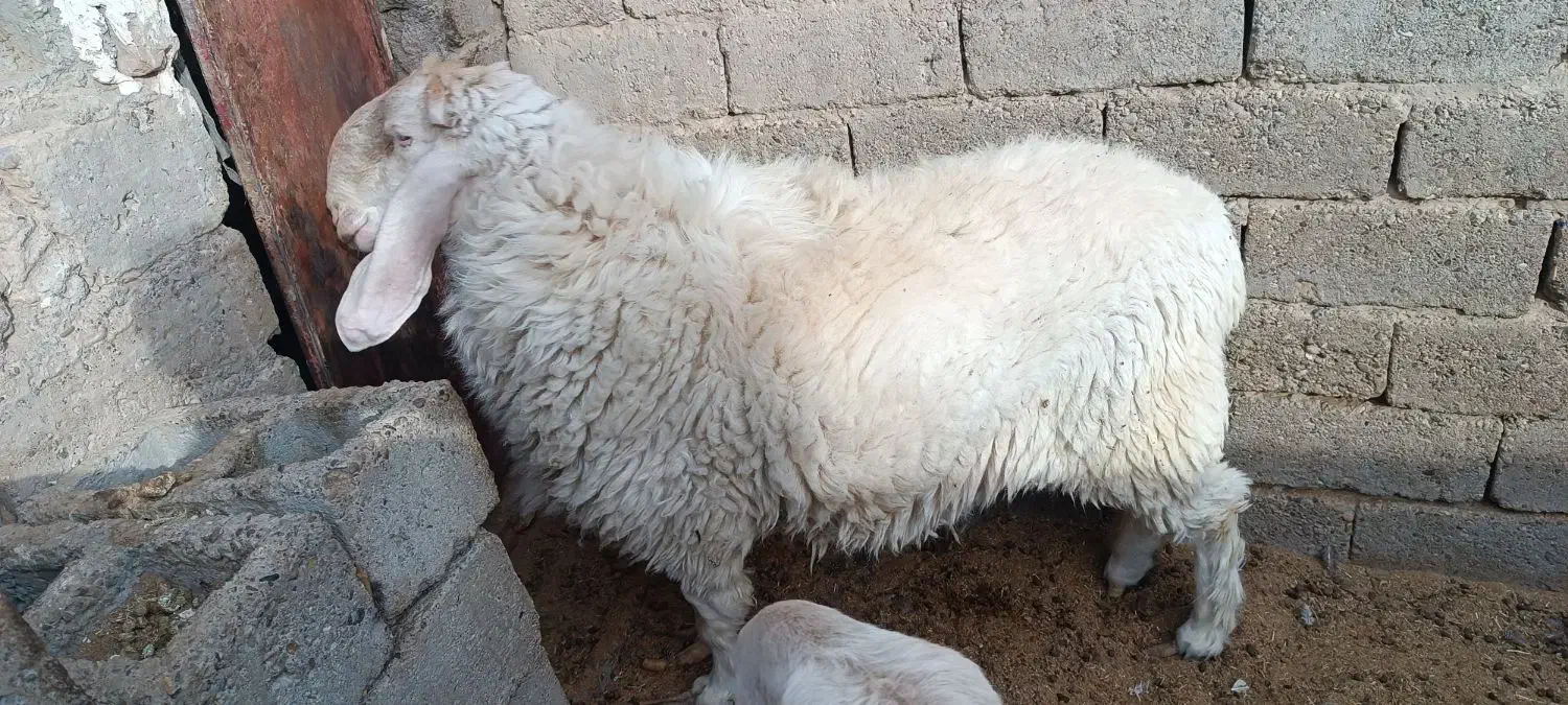 قوچ مری اصل|حیوانات مزرعه|جزنیک, |دیوار