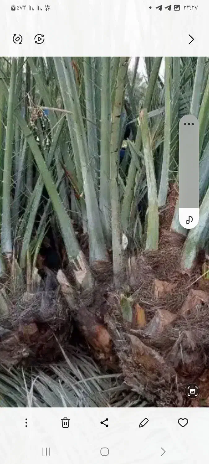 فروش دمیت کبکاب سرخ|گل و گیاه طبیعی|سعدآباد, |دیوار