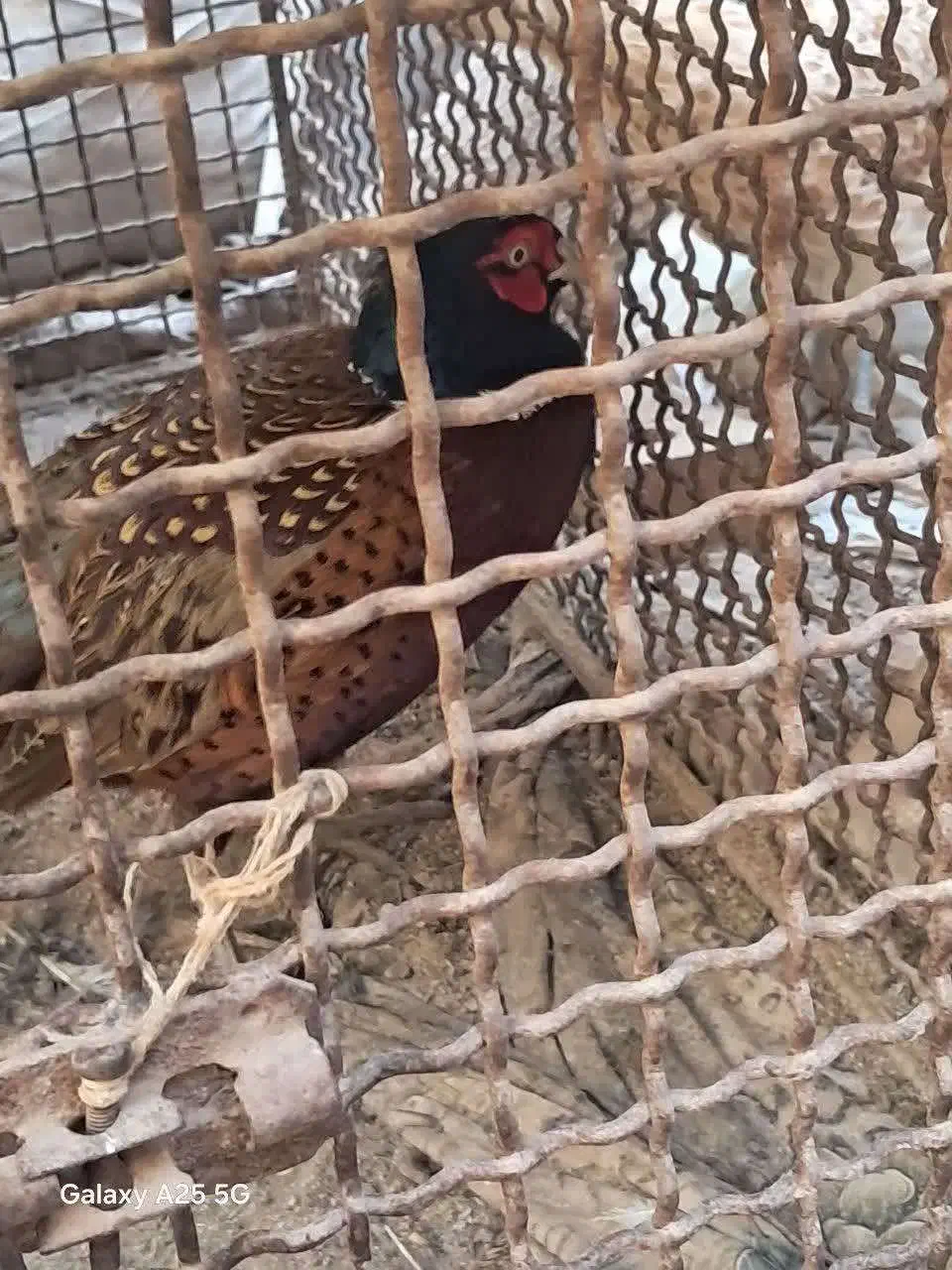 خروس|حیوانات مزرعه|آذرشهر, |دیوار